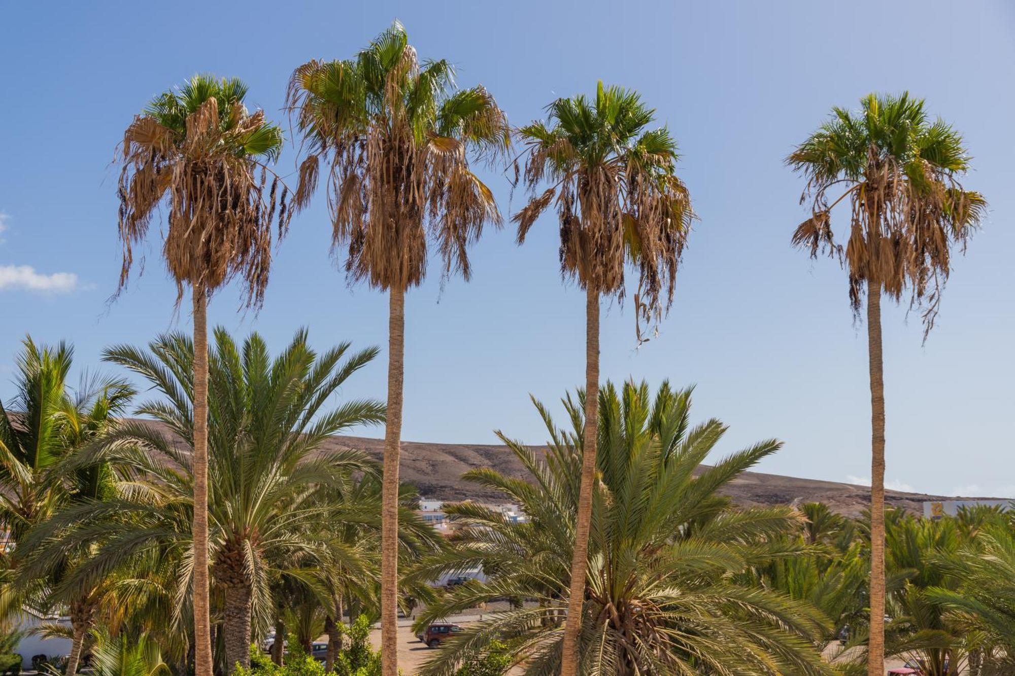 Palm Fuerteventura Tarajalejo